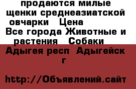 продаются милые щенки среднеазиатской овчарки › Цена ­ 30 000 - Все города Животные и растения » Собаки   . Адыгея респ.,Адыгейск г.